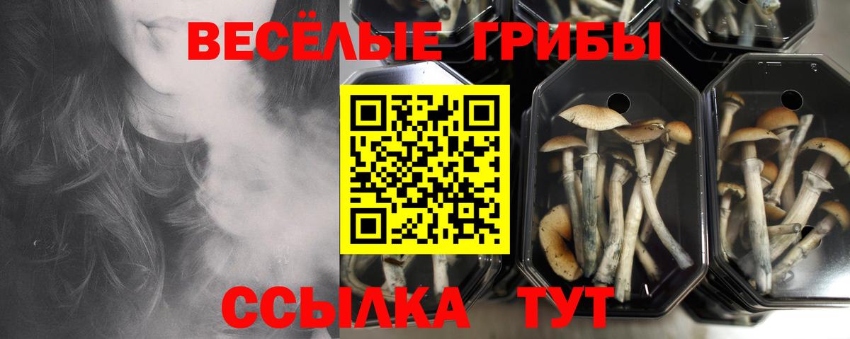 Псилоцибиновые грибы Psilocybe  Кемерово 